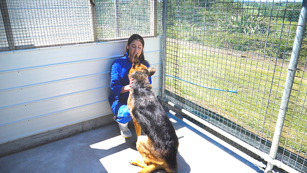 Dog quarantine kennels Bringing your pet to New Zealand?